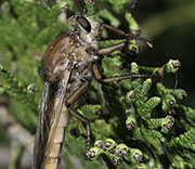 Flying Insects